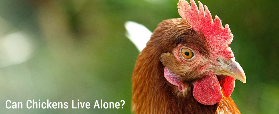 can_chickens_live_alone can_chickens_live_alone