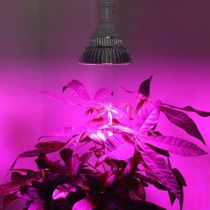 uv bulb for plants