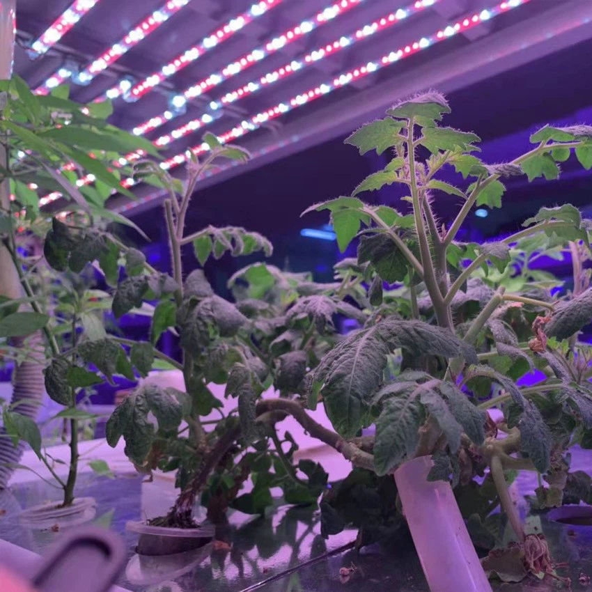 Grow T8A19