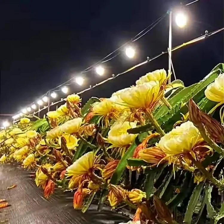 LED Plant Lights LED Plant Lights