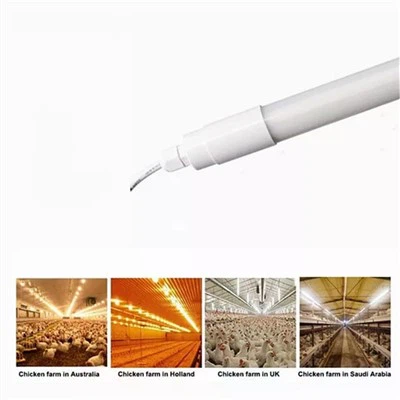 لمبات الإضاءة لبيوت الدجاج